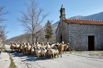 Sheep flock and church