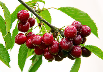 Sweet cherry red berries on a tree branch close up.