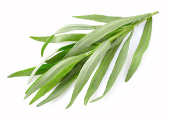 Fototapeta premium Tarragon leaves