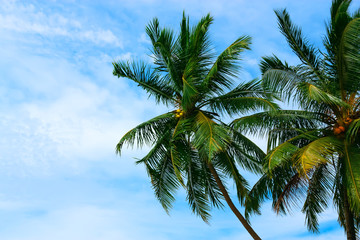 Fototapeta na wymiar Coconut tree against blue sky.