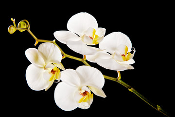 White orchid with yellow center 
