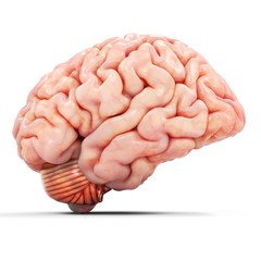 3d realistic detailed brain