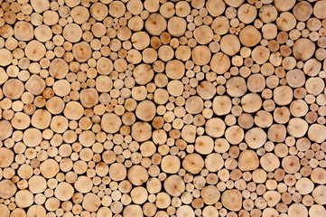 Round teak wood tree circle stump cutted group background