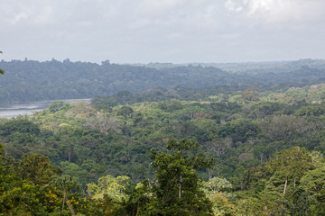 Forêt Papaïchton Guyane © galaad973