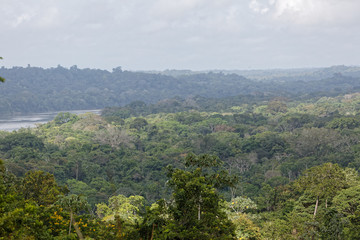 Forêt Papaïchton Guyane