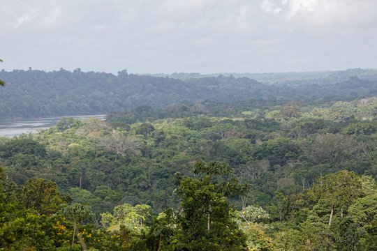 Forêt Papaïchton Guyane