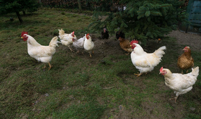 free-range chiken. hens cock