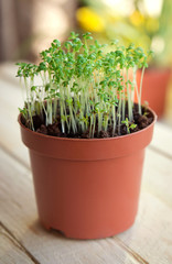 Watercress sprouts in the pot