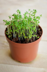Watercress sprouts in the pot