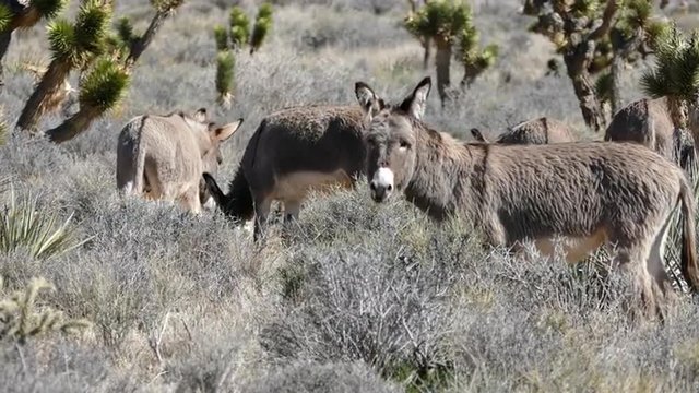 Wild Mojave Desert Donkeys in Southern Nevada.
