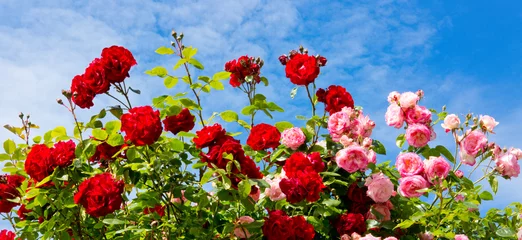Photo sur Plexiglas Roses Rosiers grimpants rouges et roses.