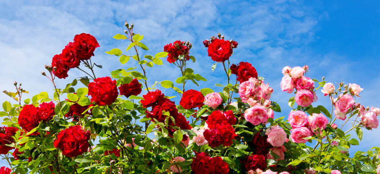 Fototapeta Red and pink climbing roses.
