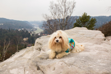 Havaneser Hund auf einem Berggipfel