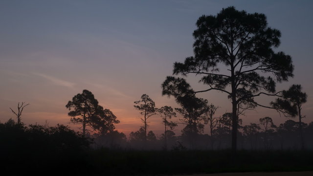 4K Pine Forest Sunrise Timelapse 1