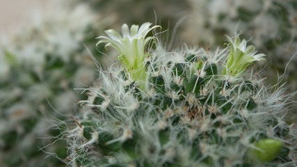 Cactus flower