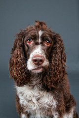 springer spaniel  dog with a funny expression