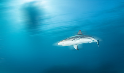 Caribbean reef shark