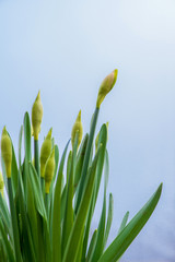 Sprouted spring flowers daffodils in early spring garden - vertical orientation
