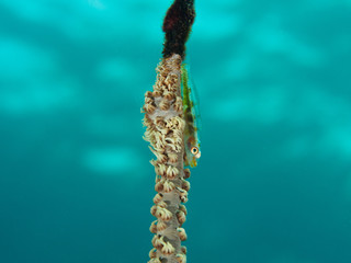 Goby on wire coral