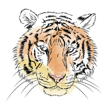 Vector tiger. Watercolor.