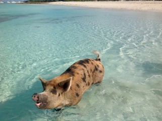 Swimming pig, Exumas, Bahamas