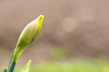 Obraz premium Sprouted spring flowers daffodils in early spring garden