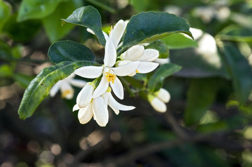 Persian lime tree in bloom