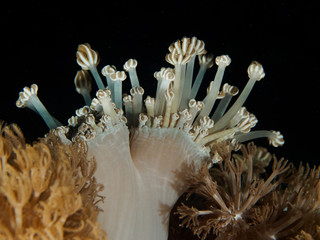 Nephthea Tree Coral