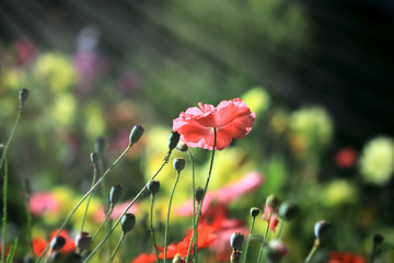 Obraz premium Poppies on a meadow