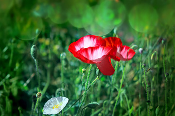 poppies on a meadow