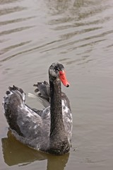 Fototapeta premium Hybridschwan (Cygnus atratus x olor), Kreuzung zwischen Höckerschwan (Cygnus olor) und Trauerschwan (Cygnus atratus) 