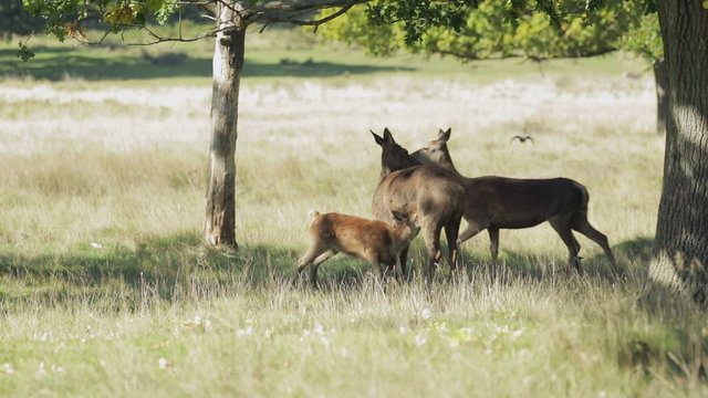 Red Deer (Cervus elaphus) calf suckling from mother. Stag enters the frame. Hinds and calf disperse.