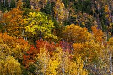 Obraz premium abstract view of colorful fall foliage