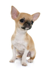 puppy shorthair chihuahua © cynoclub