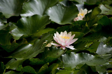 water lily