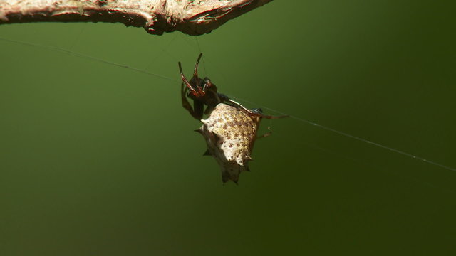 Spined Micrathena (Micrathena gracilis) Spider - Female 1