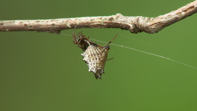 Spined Micrathena (Micrathena gracilis) Spider - Female 2