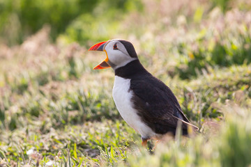 Skomer Island