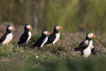Skomer Island