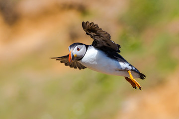 Skomer Island
