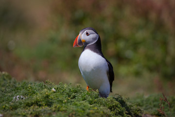 Skomer Island