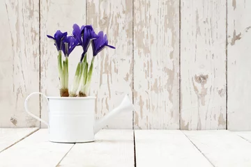 Papier Peint photo Iris printemps, fleurs en pot d& 39 iris dans un arrosoir sur blanc en bois