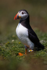 Skomer Island