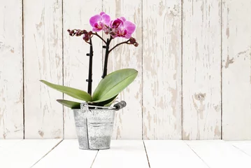 Crédence de cuisine en verre imprimé Crocus springtime, iris crocus and orchid flowers in basket on wooden white