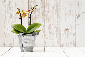 printemps, iris crocus et fleurs d& 39 orchidées dans un panier sur blanc en bois
