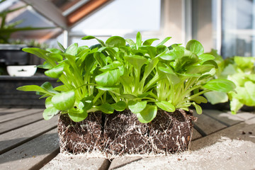 Plants de mache