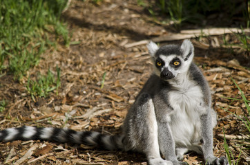 lemur