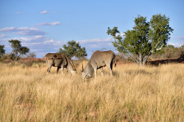 Fototapeta na wymiar Great kudu antelopes, Africa