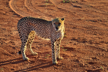 Africa. Namibia. Cheetah