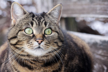 Der aufmerksame Blick einer Katze